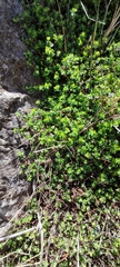 Cliffortia tricuspidata