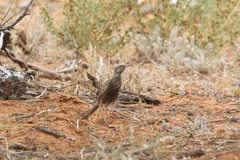 Cincloramphus cruralis