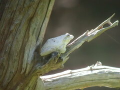 Chiromantis xerampelina