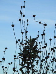 Phlomis purpurea