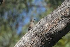 Climacteris picumnus