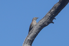 Climacteris picumnus