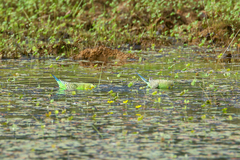 Melopsittacus undulatus
