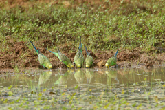 Melopsittacus undulatus