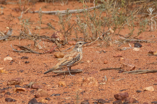 Chestnut-breasted Quail-thrush (Cinclosoma castaneothorax), photo 10