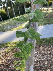 Eriobotrya japonica