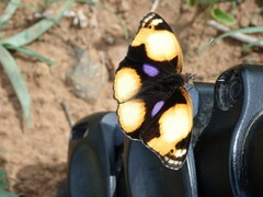 Junonia hierta cebrene