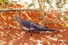 Nymphicus hollandicus