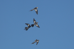 Nymphicus hollandicus