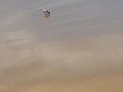 Thinornis cucullatus