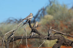 Nymphicus hollandicus