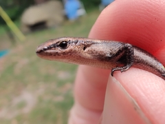 Lampropholis delicata