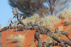 Nymphicus hollandicus