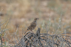 Mirafra javanica