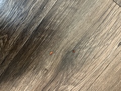 Arcitalitrus sylvaticus