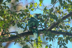 Barnardius zonarius barnardi