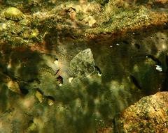 Rhombosolea tapirina