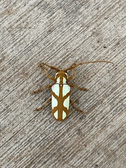 Prosopocera lactator