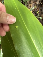 Mediastinia