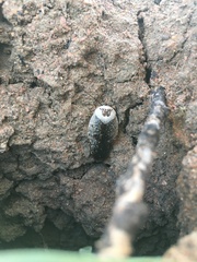 Gyna caffrorum