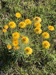 Leucochrysum albicans