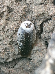 Gyna caffrorum
