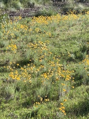 Leucochrysum albicans