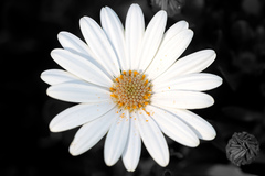 Dimorphotheca fruticosa