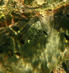 Rhombosolea tapirina