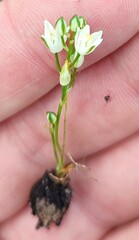 Ornithogalum schlechterianum