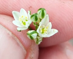 Ornithogalum schlechterianum