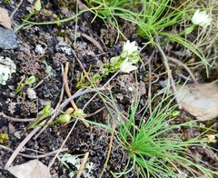 Ornithogalum schlechterianum