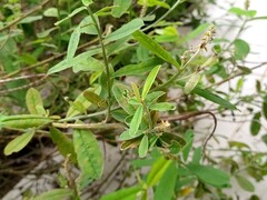 Crotalaria