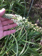Albuca bracteata