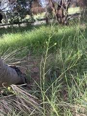 Arthropodium strictum