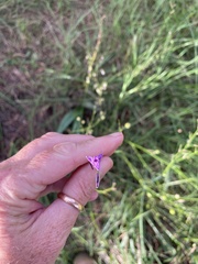 Arthropodium strictum