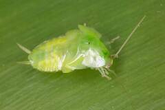 Mediastinia