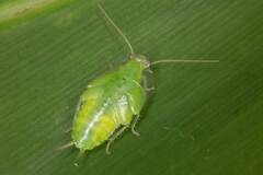 Mediastinia