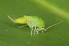 Mediastinia