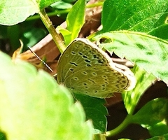 Pseudozizeeria maha okinawana