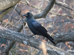 Corvus macrorhynchos