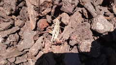 Chortoicetes terminifera