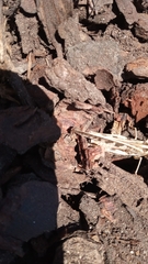 Chortoicetes terminifera