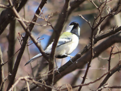 Parus minor