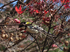 Parus minor