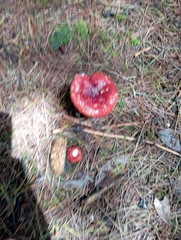 Russula sanguinea