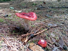 Russula sanguinea