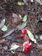Russula sanguinea