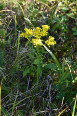 Patrinia scabiosifolia