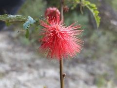 Calliandra peninsularis